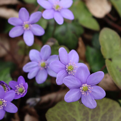 Anemone hepatica purple flowers in to the forest on springtime. Hepatica nobilis in bloom