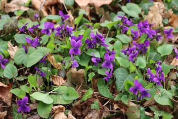 Bunch of purple Common or english Violets in the garden. Viola odorata plants on springtime