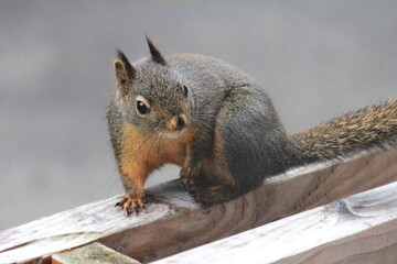 A brown squirrel sits on a wooden handrail in the state of Washington.