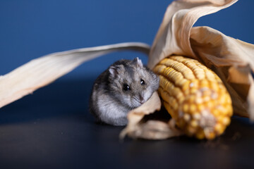 Fototapeta na wymiar Cute pet hamster with corn