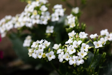 white flowers in the garden