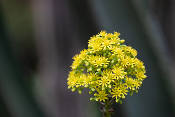close up of yellow flower