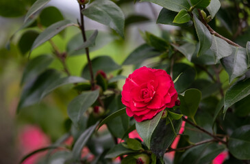 red roses in the garden