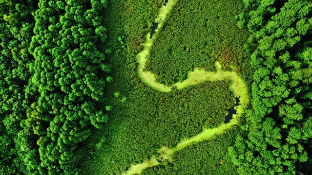 Green algae on river in spring. Aerial view of wildlife.