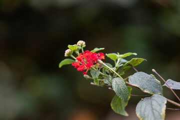 close up of red flower