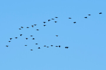 青空を飛ぶ鳥の群れ