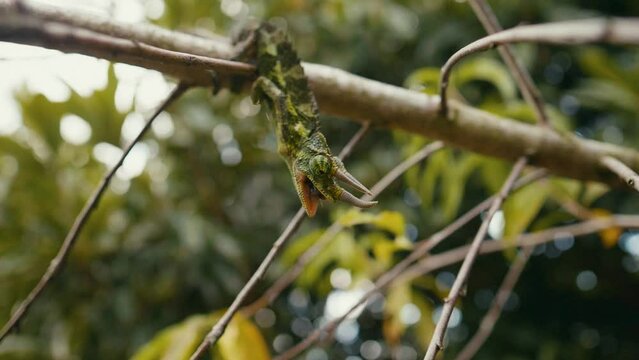 Incredibly rare split-second moment of a Hawaiian Jackson Chameleon's Tonge Attack to Catch His Prey! Filmed in 280 Frames Per Sec. for Ultra Smooth Slow Motion Play Back on any 24p or 30p Timeline