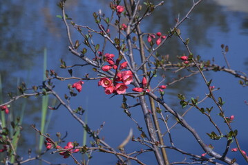 Flowering quince flowers.Rosaceae deciduous shrub. From March to April, the vermilion five-petaled flowers bloom before the leaves sprout. Fruits are used for crude drugs and fruit liquor. 