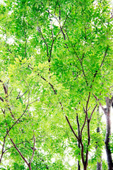 Fototapeta na wymiar 新緑の緑が光る木々