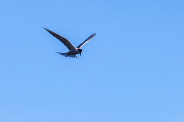 Obraz premium Flying Tern on a clear blue sky