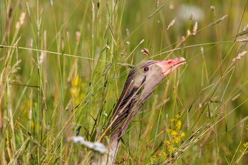 Greylag goose stretches after a grass straw