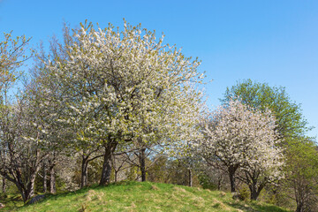 Fototapeta premium Cherry trees in bloom