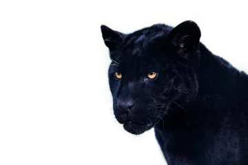 Foto op Canvas Portret van een zwarte jaguar met een witte achtergrond © AB Photography