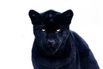 Foto op Plexiglas Portrait of a black jaguar with a whitebackground © AB Photography