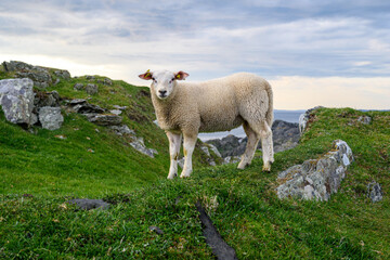 Obraz premium Kvitsøy, Norway