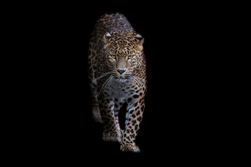Foto op Plexiglas Portrait of a leopard with a black background © AB Photography
