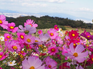 コスモス