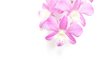Purple orchid flowers over white background