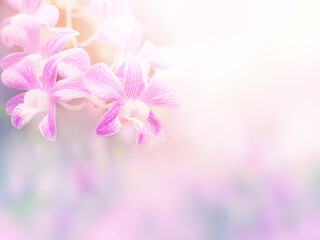 Fototapeta na wymiar Abstract floral background of purple orchid flowers with soft style.