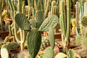 Variety of cacti. Opuntia in the foreground. Green natural background