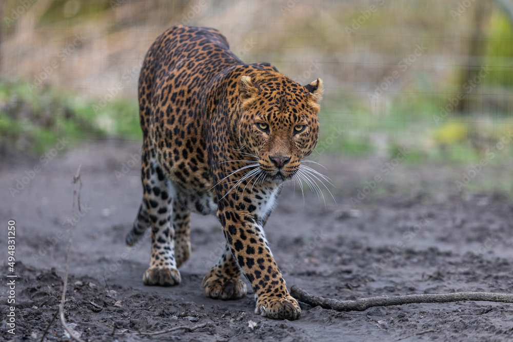 Canvas Prints portrait of a leopard in the forest