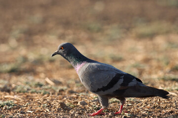 pigeon on the ground. Rock pigeon. Common pigeon. Columba livia. The rock dove, rock pigeon, or common pigeon is a member of the bird family Columbidae.