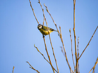 Blue tit uk