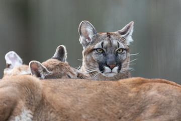 Portrait of puma in the forest