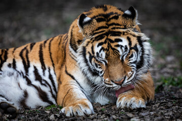 Portrait of a tiger in the forest