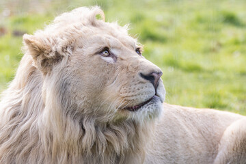 Portrait of a lion in the meadow