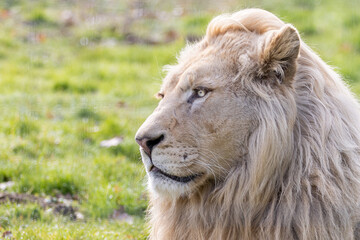 Portrait of a lion in the meadow