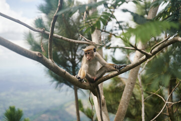 The monkey sits on a tree. Monkey in tropical forest vegetation. wildlife scene. High quality photo