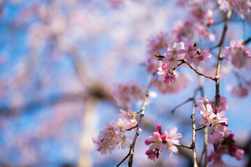 枝垂桜