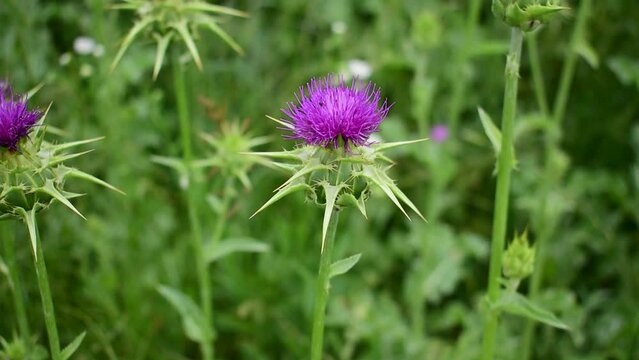 Medicinal plant milk thistle blooms.