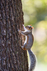 Grey squirrel climbing the trunk of a tree in a London Park