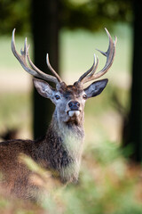 Naklejka na ściany i meble Red deer stags roaring and fighting in the woodlands of London, UK 