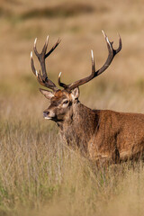 Red deer stags roaring and fighting in the woodlands of London, UK	