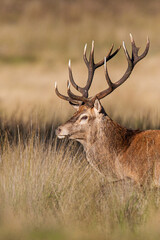 Red deer stags roaring and fighting in the woodlands of London, UK	