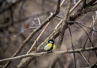 beautiful and bright titmouse on a branch on a sunny spring day 