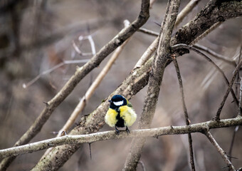 Naklejka premium beautiful and bright titmouse on a branch on a sunny spring day 
