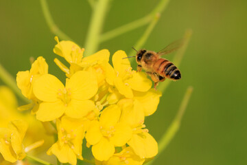 美しい菜の花とかわいいミツバチ