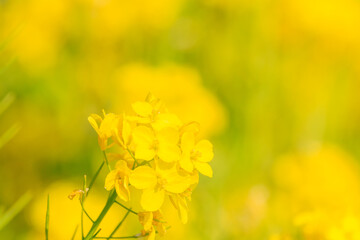 春のふんわりした美しい菜の花