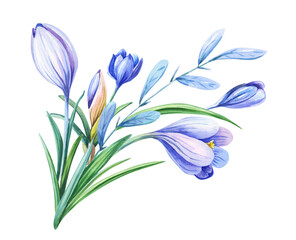 Naklejka premium Watercolor illustration with purple crocus or saffron on a white background