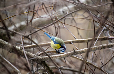 beautiful and bright titmouse on a branch on a sunny spring day 