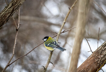 beautiful and bright titmouse on a branch on a sunny spring day 