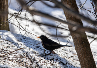 a black starling with a red beak collects food on the melted snow 