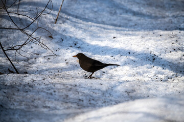 a black starling with a red beak collects food on the melted snow 