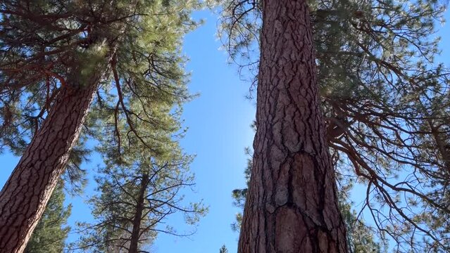 Panning Ponderosa Pine Trees In The Forest