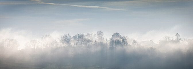 Fototapeta premium trees on the hill in the morning mist