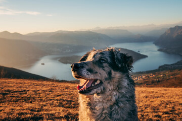 dog portrait in front of panorama view on the mountains over the lake iseo in italy at sunset